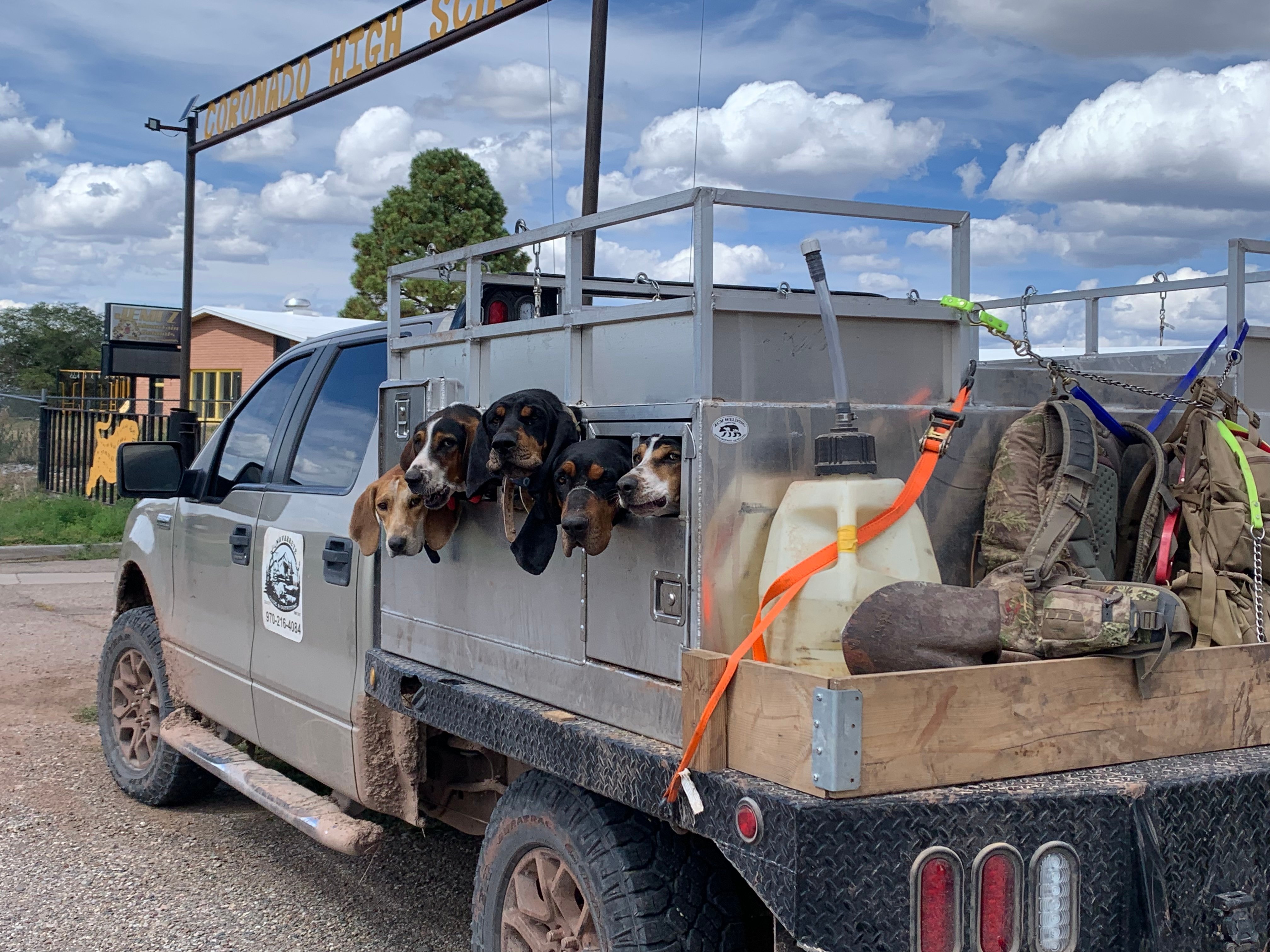 Great Divide dogs in a truck 