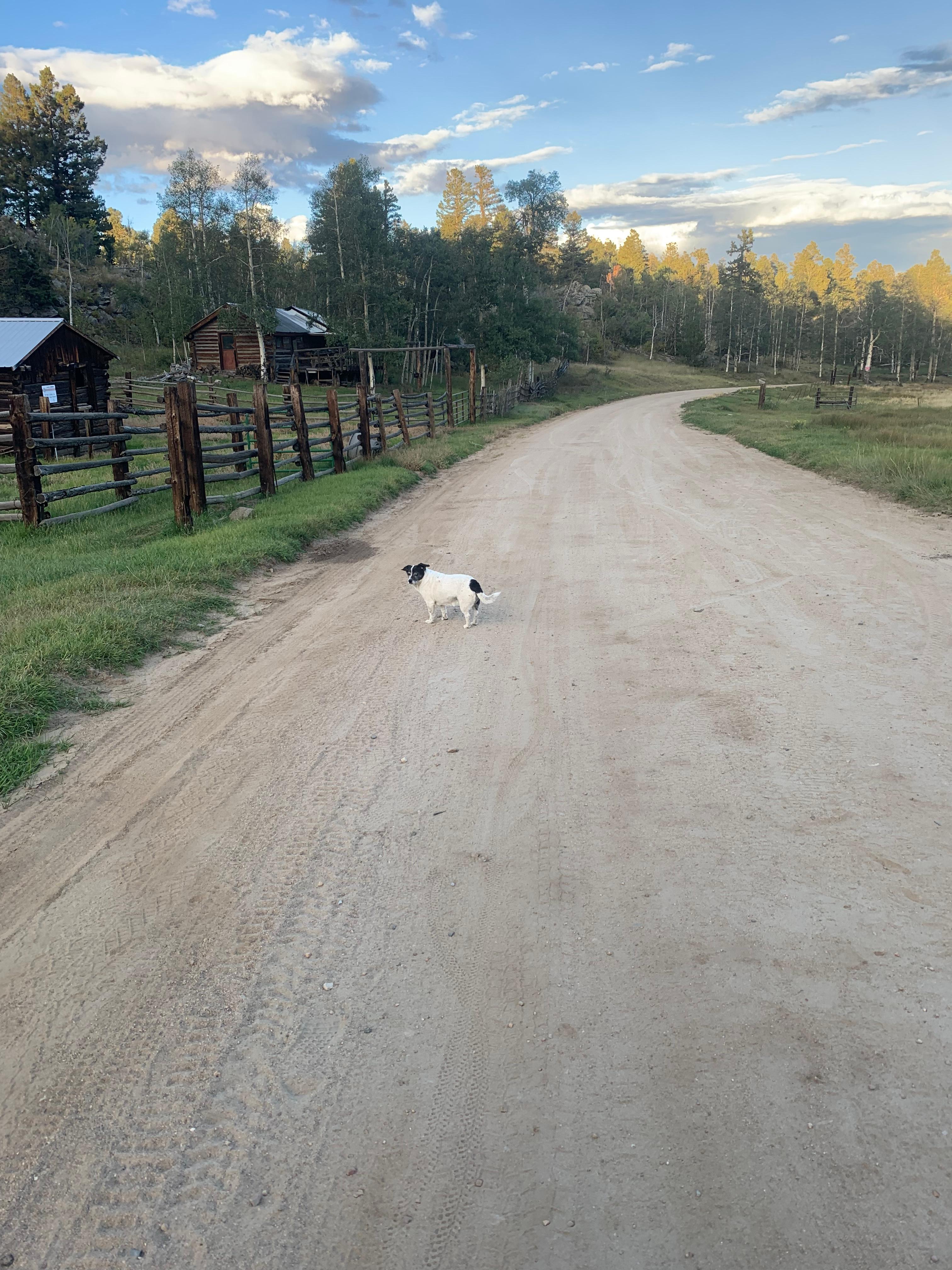 Trixie, great divide dog