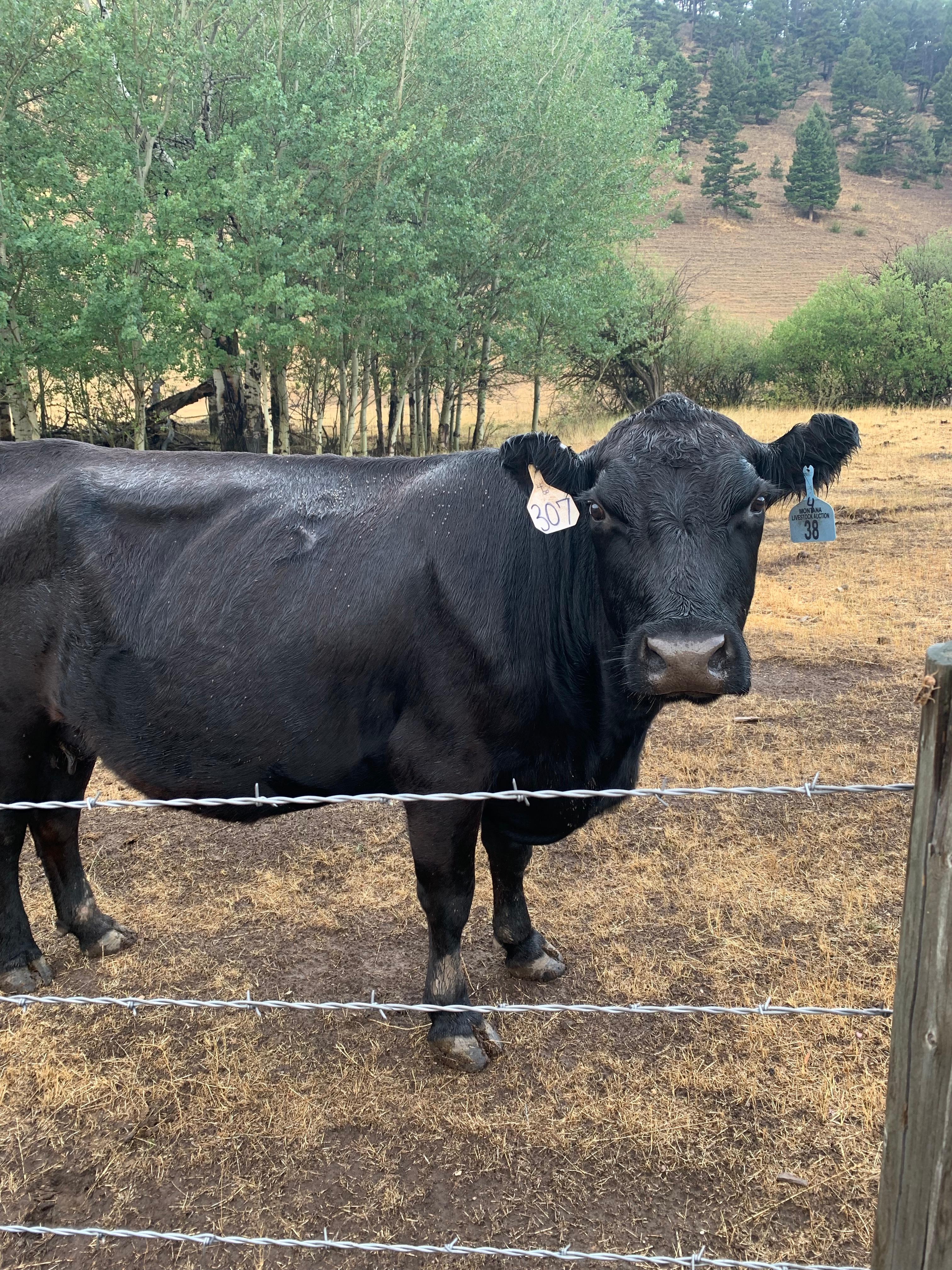 great divide - cow in helena montana