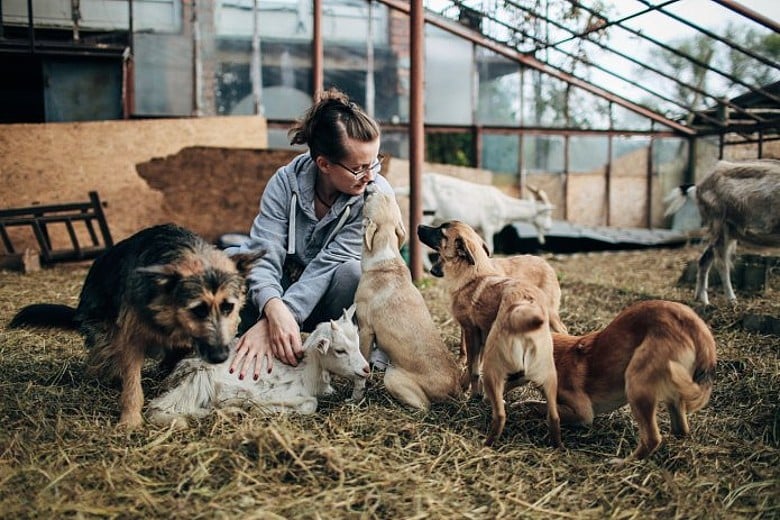 pedaling 4 pups - shelter ugolyok